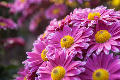 Close-up of flowers blooming outdoors