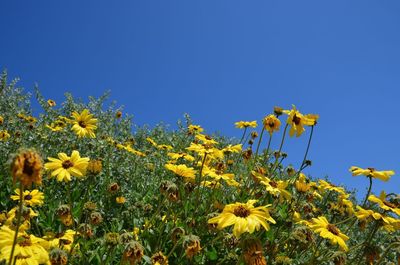 Yellow flowers blooming on field against clear blue sky