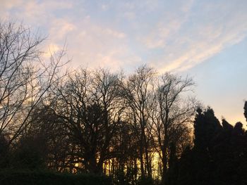 Low angle view of bare trees against sky