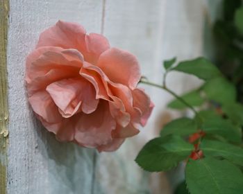 Close-up of pink flower blooming outdoors