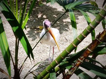 High angle view of bird perching on plant