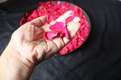 Close-up of hand holding pink flowers