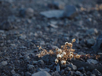 Close-up of dry flowers on field