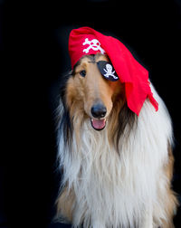 Close-up of dog looking away against black background