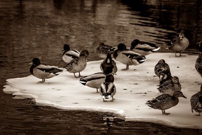 Birds in lake