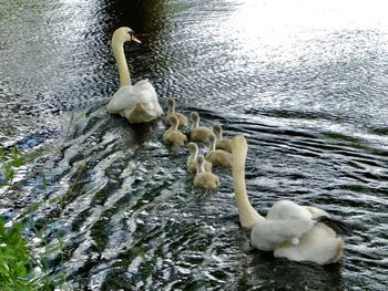 Swan swimming in a lake