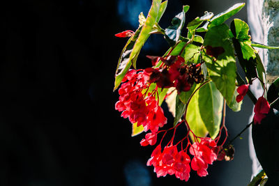 Close-up of red flowering plant
