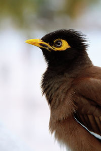 Close-up of a bird