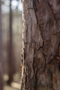 Close-up of tree trunk