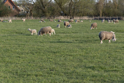 Sheep grazing in a field