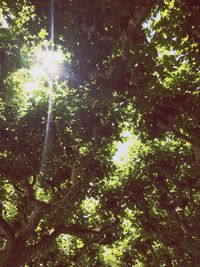 Low angle view of trees