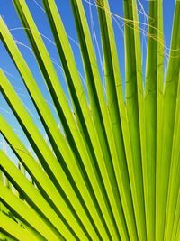 Full frame shot of palm leaf