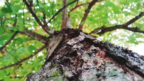 Low angle view of tree against blurred background