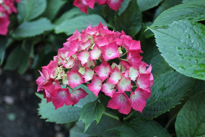 Close-up of pink flowering plant