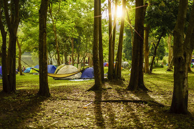 Trees in forest