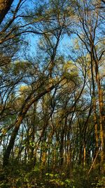 Low angle view of trees in forest against sky
