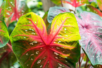 Close-up of maple leaf