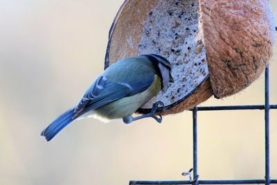 Close-up of bird perching outdoors