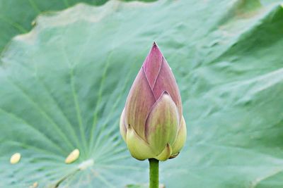 Close-up of lotus lily in pond