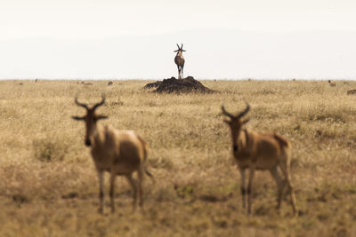 Deer standing on field