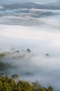 High angle view of trees against sky