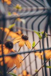 Close-up of flowering plant against fence