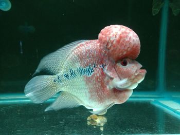 Close-up of fish swimming in sea