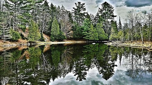 Reflection of trees in lake