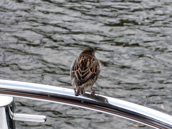 Bird perching on lake