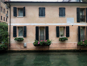 Potted plant on window of building