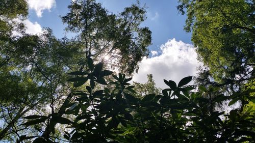 Low angle view of trees against sky
