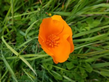 Close-up of orange flower