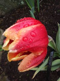 Close-up of wet flower blooming outdoors