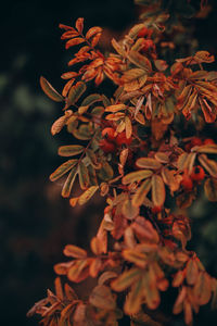 Close-up of plant