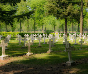 Trees on grassy field