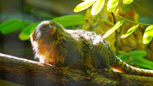 Close up of squirrel on tree trunk