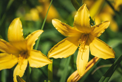 Close-up of yellow flowering plant