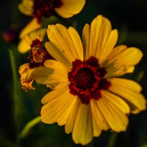 Close-up of yellow flower blooming outdoors