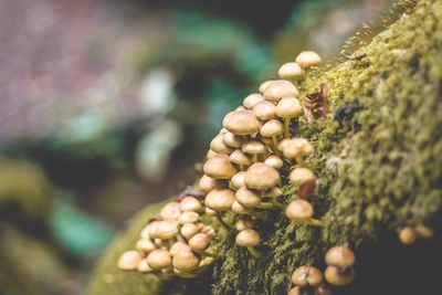 Close-up of berries growing on tree