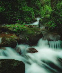 Scenic view of waterfall in forest