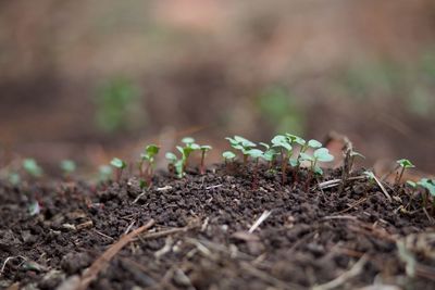 Close-up of young plant growing outdoors