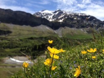 Yellow flowers blooming on field against mountain