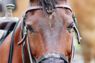 Close-up portrait of a horse