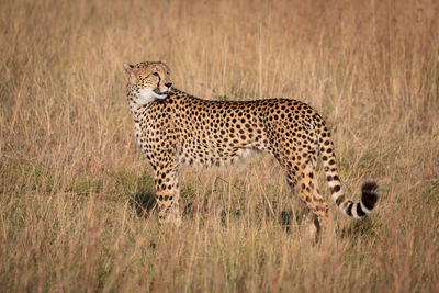 Side view of cheetah standing on field in forest