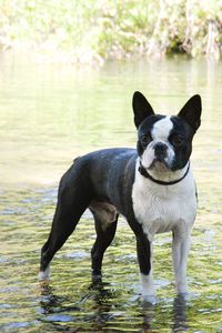 Portrait of dog in water