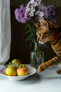 High angle view of cat and vegetables on table