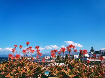 Red flowers against clear blue sky