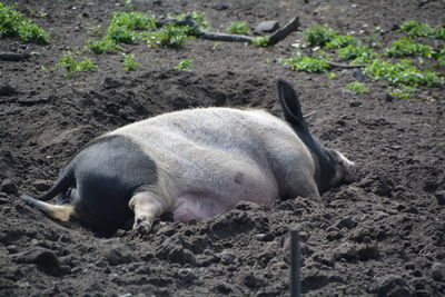 High angle view of pig lying in mud at farm