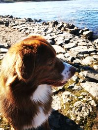View of dog on beach