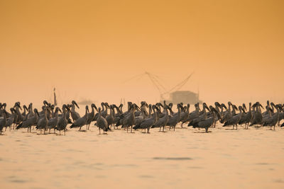 Flock of birds flying over sea against orange sky